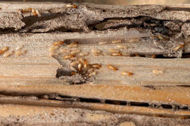 Best Pest Inspection Near Me  in Ivyland, PA